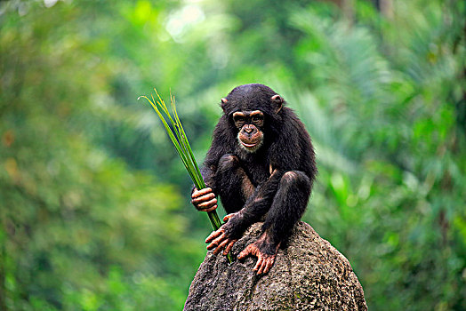 黑猩猩,鹪鹩,小猫,工具,非洲,俘获