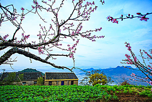 桃花,桃林