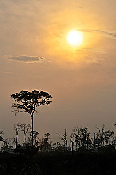 亚马逊,雨林,早晨,太阳,巴西,南美