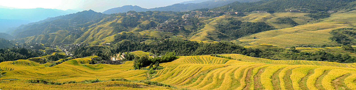 龙脊梯田遍地金