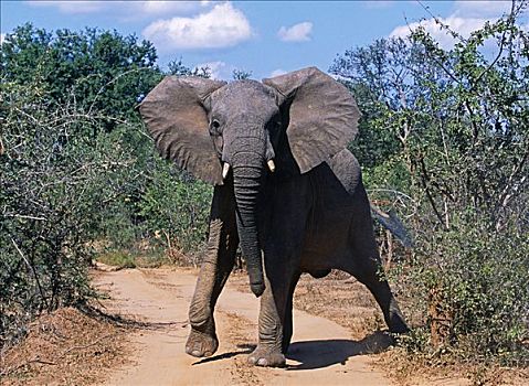 赞比亚,赞比西河下游国家公园,大象,雄性动物