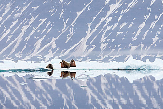 挪威,斯瓦尔巴特群岛,浮冰,海象,冰