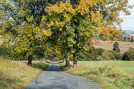 道路,秋天,黄色,树
