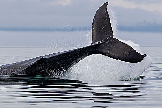 驼背鲸,溅,鲸尾叶突,展示,温哥华岛,不列颠哥伦比亚省,加拿大
