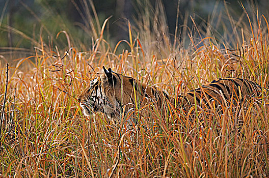 孟加拉,印度虎,虎,雄性,高草,甘哈国家公园,中央邦,印度,亚洲