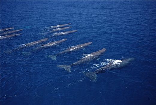抹香鲸,群,水边,表面,加拉帕戈斯群岛,厄瓜多尔