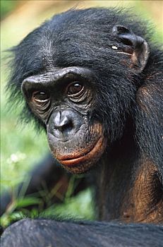 倭黑猩猩,男性,刚果
