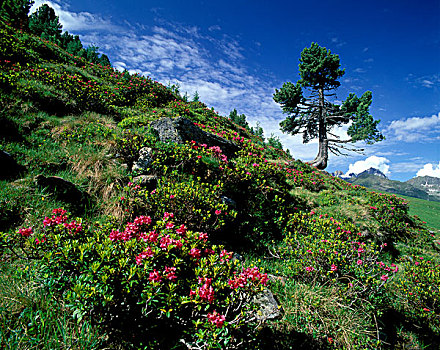 瑞士,松树,花,阿尔卑斯山,奥地利