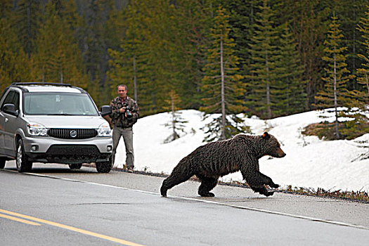 大灰熊,棕熊,冰原大道,艾伯塔省