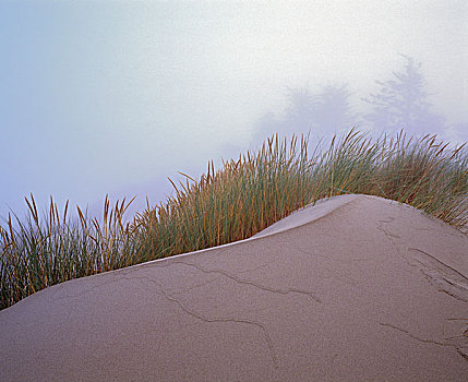 沙子,草