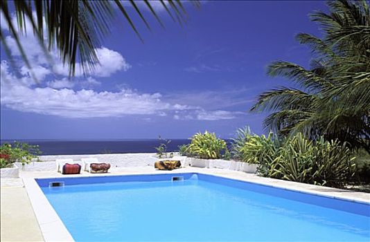 瓜德罗普,游泳池,大西洋,背影,棕榈树
