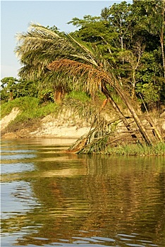 河,漂亮,树,雨林,秘鲁