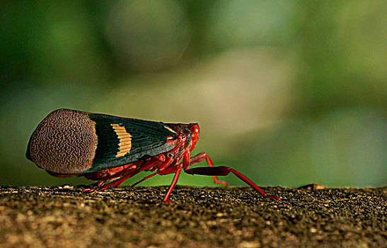 灯笼,昆虫,自然保护区,苏拉威西岛,印度尼西亚,亚洲