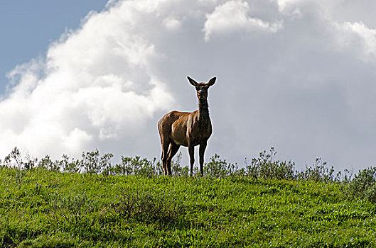 鹿,黄石公园