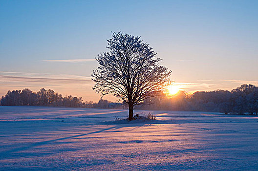 日落,雪,冬季风景,下萨克森,德国,欧洲
