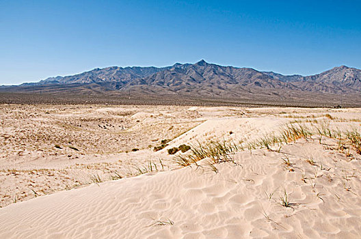沙丘,莫哈维沙漠,国家,保存,加利福尼亚,美国