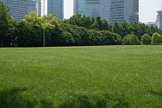 草地,绿色,公园