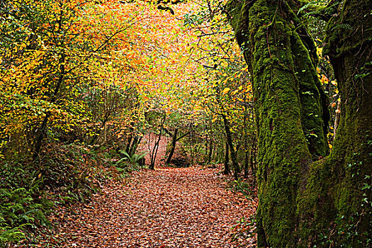 叶子,遮盖,小路,树林,靠近,科克郡,爱尔兰