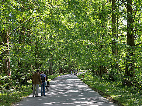 水杉,道路,美瑙岛,岛屿,康士坦茨湖,巴登符腾堡,德国,欧洲