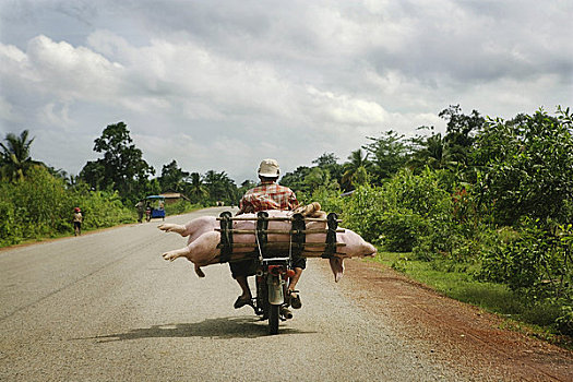 后视图,男人,运输,死,猪,柬埔寨