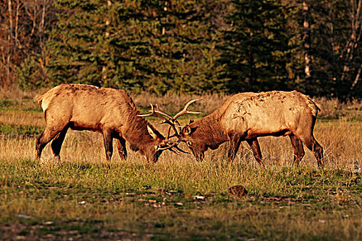 美洲,麋鹿,鹿属,两个,争斗,碧玉国家公园,落基山脉,艾伯塔省,加拿大