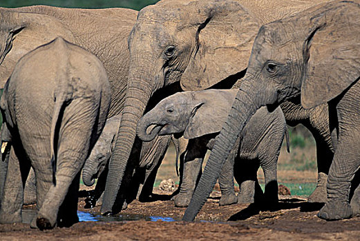 南非,阿多大象国家公园,大象,水潭