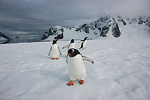 巴布亚企鹅,岛屿,南极