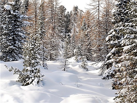 雪,松柏科,木头,白云岩,意大利