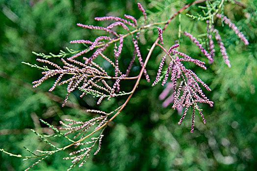 新疆当地特色植物红柳