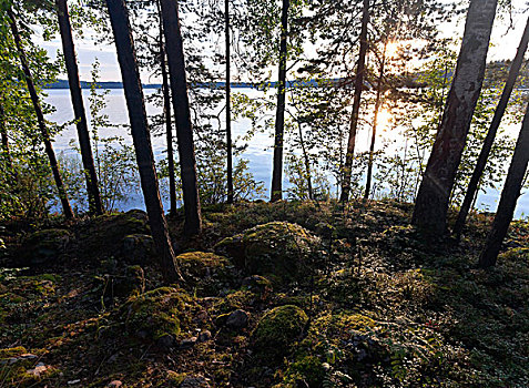 日出,发光,早晨,沿岸,树林,湖,卡瑞里亚,芬兰
