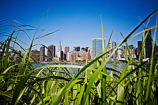 玉米田,曼哈顿,天际线,背景,纽约,美国