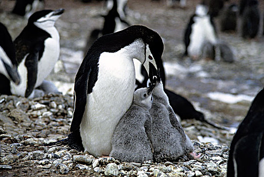 南极,帽带企鹅,进食,幼禽