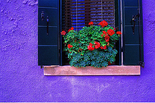 花,窗台,威尼斯泻湖,意大利