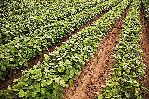 大豆,犁沟,灌溉,英格兰,阿肯色州,美国