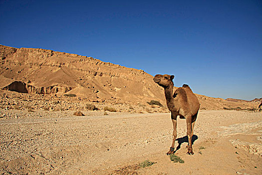 骆驼,旱谷,香,路线,以色列