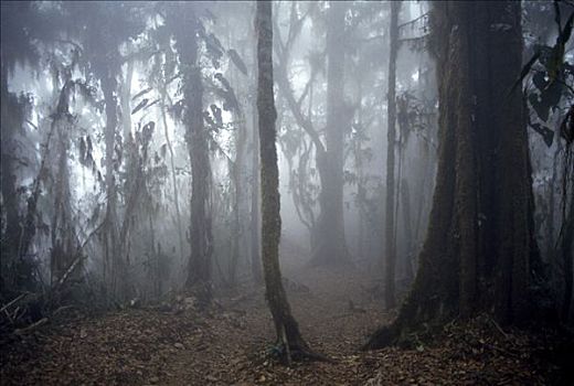 热带,雾林,哥斯达黎加,中美洲