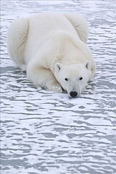 北极熊,冰,丘吉尔市,曼尼托巴,加拿大