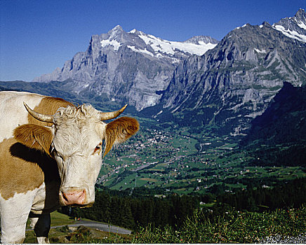 母牛,正面,山峦,瑞士