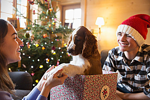 兄弟姐妹,玩,狗,圣诞礼物,盒子