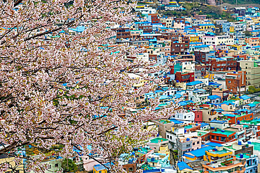 樱花,树,文化,乡村,釜山