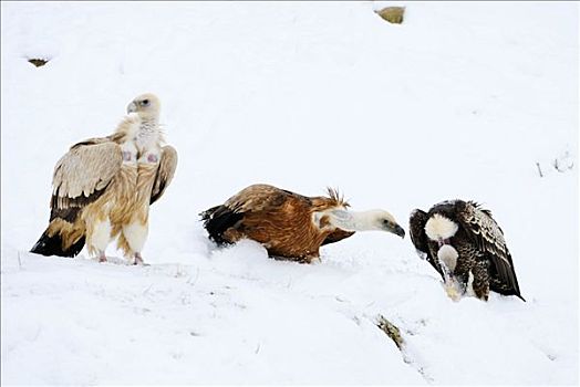 三个,粗毛秃鹫,兀鹫,雪地,巴伐利亚,德国