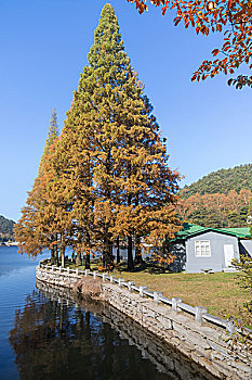 庐山芦林湖秋色