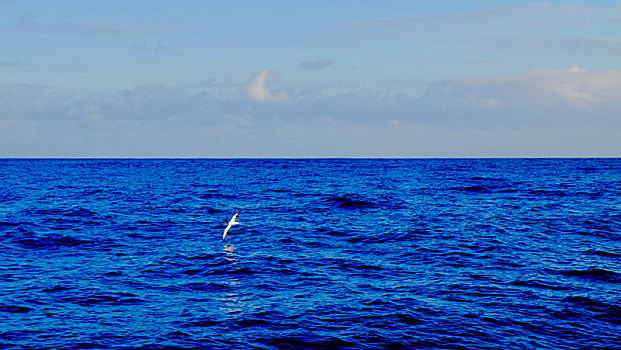 北大西洋海上的水鸟