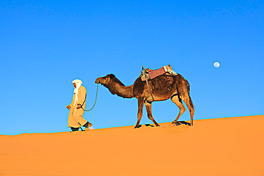 男人,阿拉伯骆驼,却比沙丘,摩洛哥