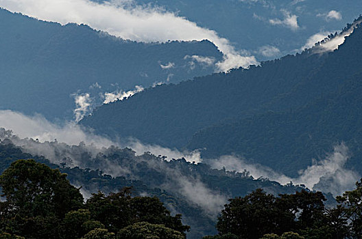 雾林,西部,斜坡,安第斯山,厄瓜多尔