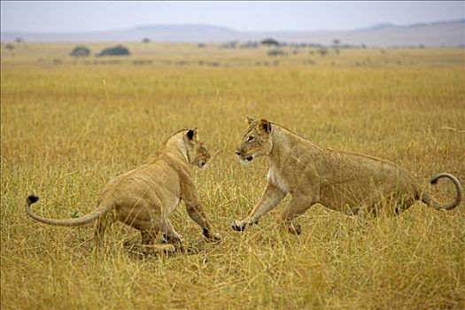非洲狮,狮子,女性,玩,马赛马拉国家保护区,肯尼亚