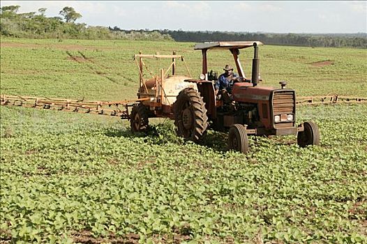 黄豆,培育,拖拉机,杀虫剂,种植,巴拉圭,南美