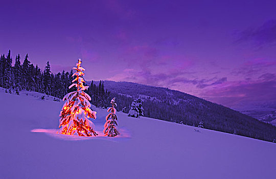 圣诞树,光亮,夜晚
