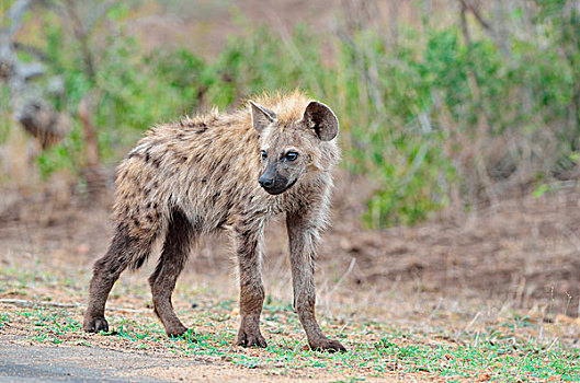 斑鬣狗,笑,鬣狗,幼兽,雄性,站立,边缘,道路,克鲁格国家公园,南非,非洲