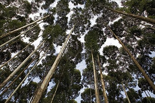 橡胶树,桉树,种植园,卢旺达